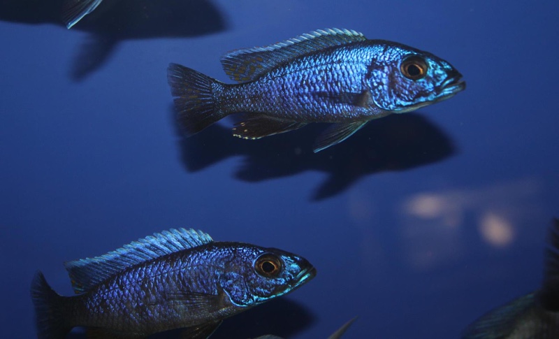 Sciaenochromis fryeri 'Chimwalani Reef'